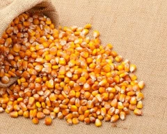 A Grade Quality Maize required in Chennai