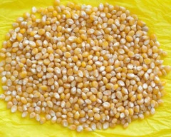 A Grade Quality Maize required in Balangir