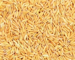 Kranti Paddy required in Raisen