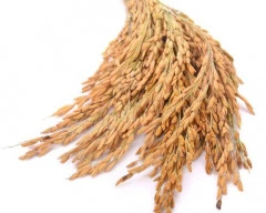 6444 Paddy required in Paschim Burdwan