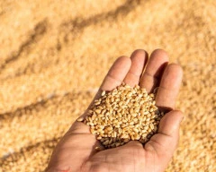 A Grade Quality Wheat required in South Tripura