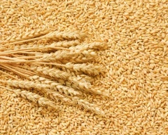 Milling Wheat required in Surat