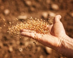 A Grade Quality Wheat required in Gaya