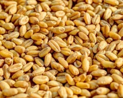 A Grade Quality Wheat required in Sambhal