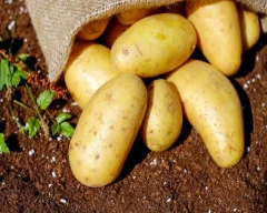 Jyoti Potato for sale in Bengaluru Urban