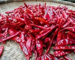 Byadgi Dry Chilli required in Indore