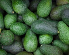 Fuerte Avocado required in Surat