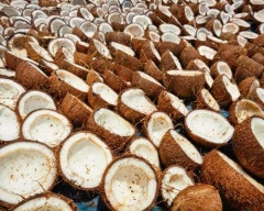 A Grade Quality Copra required in Davangere