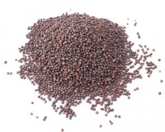 Black Mustard required in Bareilly