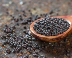 Black Mustard required in Sundargarh