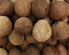 De Husked Coconut required in Chengalpet