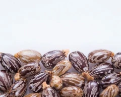 Hybrid Castor Seed required in Bengaluru Urban