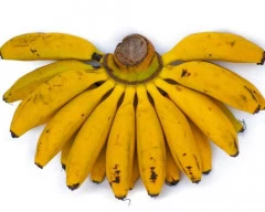 G-9 Banana required in Ahmedabad