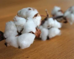 Normal Cotton required in Jalgaon