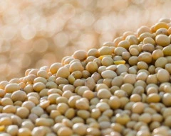Dried Soyabean required in Udhampur