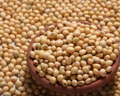 JS 335 Soyabean required in Solapur