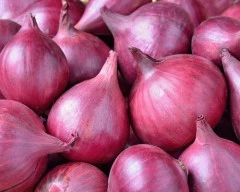 A Grade Quality Onion required in Jaipur
