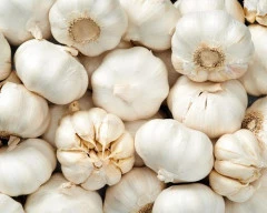 Normal Garlic required in Raigad
