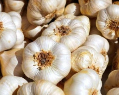 Powder Garlic required in Ghaziabad