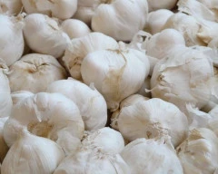 Normal Garlic required in Raigad