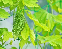 Hybrid Bitter gourd required in Pilibhit