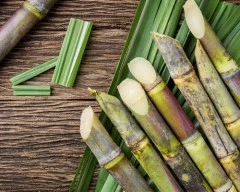 Normal Sugarcane required in Akola