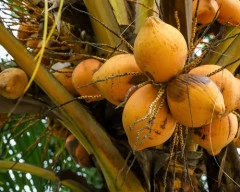 Normal Tender Coconut required in Jaunpur