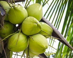 Normal Tender Coconut required in Gautam Buddha Nagar