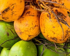 Hybrid Tender Coconut required in Boudh