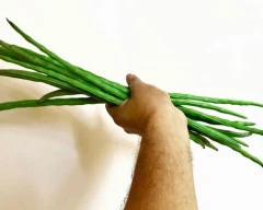 A Grade Quality Drumstick required in Hyderabad