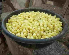 Normal Mahua required in Chhindwara