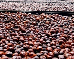 Rashi Arecanut required in Dakshina Kannada