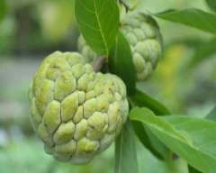 A Grade Quality Custard Apple required in Kozhikode