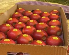 Gala Schnico Red Apple for sale in Baramulla