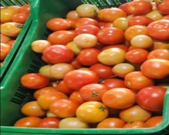 A Grade Quality Tomato for sale in Hyderabad