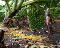 G-9 Banana for sale in Latur