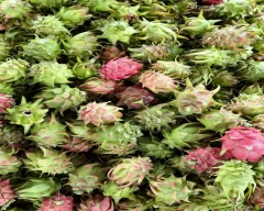 Normal Dragon Fruit for sale in Shivamogga