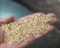 Milling Wheat for sale in Gwalior