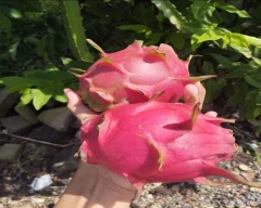 Red Dragon Fruit for sale in Gurugram (Gurgaon)