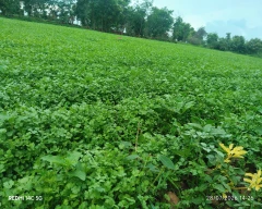 Normal Coriander for sale in Betul