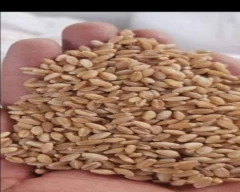 Normal Wheat for sale in Katni