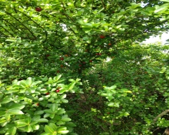 Fresh Cherry for sale in Balrampur