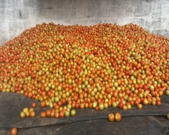 Normal Tomato for sale in Bengaluru Rural