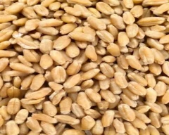 Shree Ram 303 Wheat for sale in Jaunpur