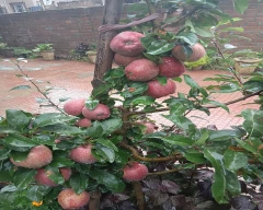 Gala Schnico Red Apple for sale in Pulwama