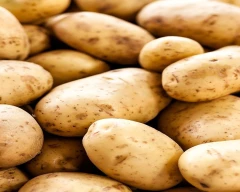 Jyoti Potato for sale in Hooghly