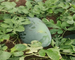 Hybrid Watermelon for sale in YSR District