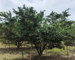 A Grade Quality Orange for sale in Chittorgarh
