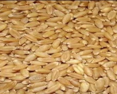 A Grade Quality Wheat for sale in Ahmednagar