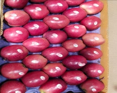 Gala Schnico Red Apple for sale in Pulwama